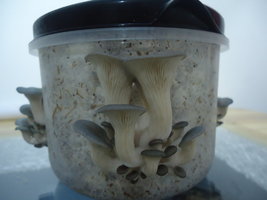 po-capim-cd29.jpg