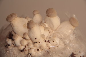Diário de Cultivo Comestíveis