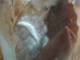 po-iv12.jpg