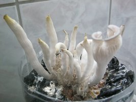 Pleurotus Ostreatus (Segunda Tentativa)