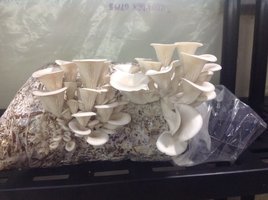 shimeji-cd12.jpg