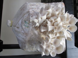 shimeji-cd28.jpg