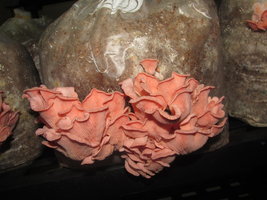 shimeji-cd34.jpg