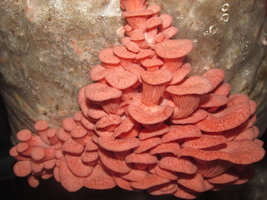 Cultivo de Shimeji Branco e Shimeji Salmon