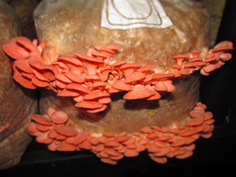 shimeji-cd39.jpg