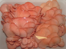 shimeji-cd40.jpg