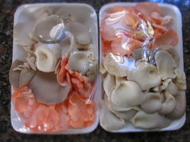 shimeji-cd41.jpg
