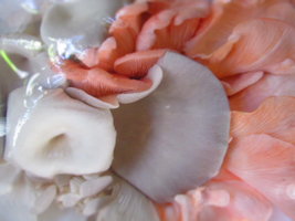 shimeji-cd42.jpg