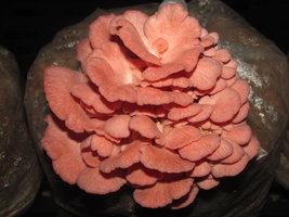 shimeji-cd45.jpg