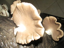 shimeji-cd47.jpg