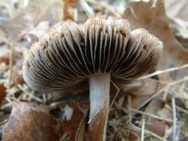 57552-pan1.jpg