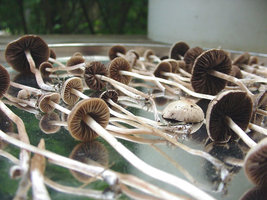 545343020-pansp4.jpg