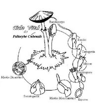 ciclo.jpg