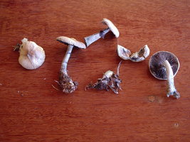 P1010070.JPG