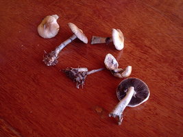 P1010071.JPG