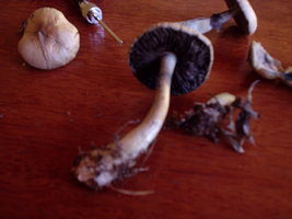 P1010073.JPG