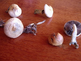 P1010074.JPG