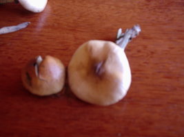 P1010075.JPG
