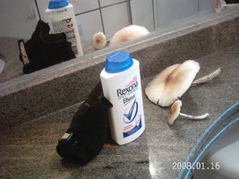 rexona.jpg