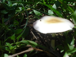 DSC03867.JPG