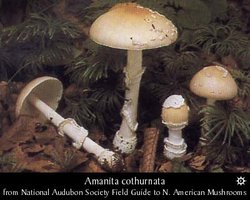 amanita_cothurnata1.jpg