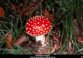 amanita_muscaria_muscaria17.jpg