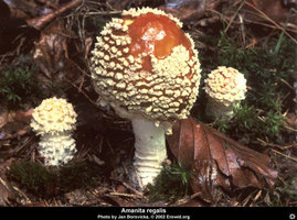 amanita_regalis1.jpg