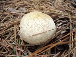 100_5388 (46).JPG