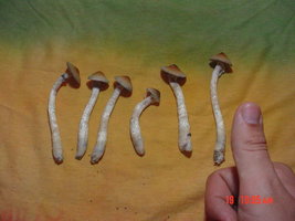 fotoscult 155.jpg