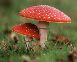 fly-agaric.jpg