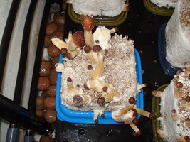 DSC03176.JPG