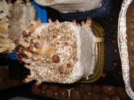 DSC03180.JPG
