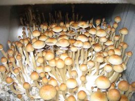918833462-monotub-1-9.7.07.jpg