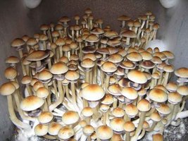 918833547-monotub-2-9.7.07.jpg