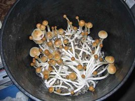 935254678-bucket_1_9.9.07.jpg