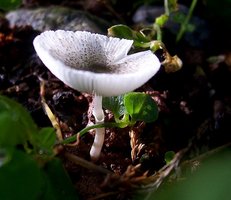 100_6573-1.JPG