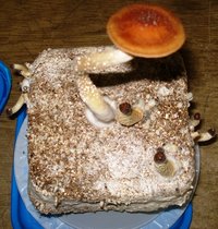DSC03213.JPG