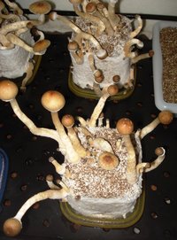 DSC03221.JPG