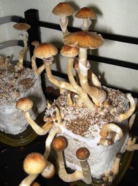DSC03244.JPG