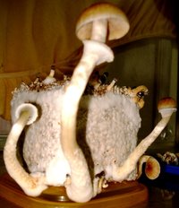 DSC03248.JPG