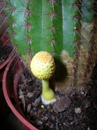 DSCN4202.JPG DSCN4202.JPG