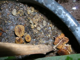 DSCN4075.JPG