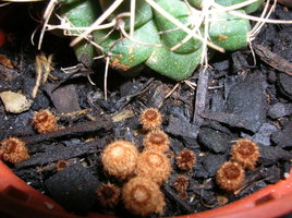 DSCN4084.JPG