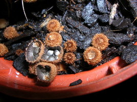 DSCN4201.JPG