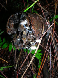 DSCN4169.JPG