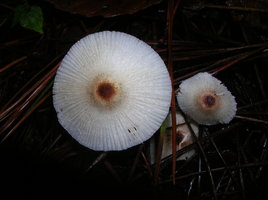 DSCN4179.JPG