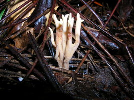 DSCN4180.JPG