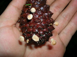 DSCN4197.JPG