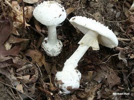 amanita_abrupta_02big.jpg