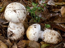 Amanita_ocreata(mgw-04).jpg